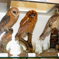 Museo Ornitologico - foto Lunini