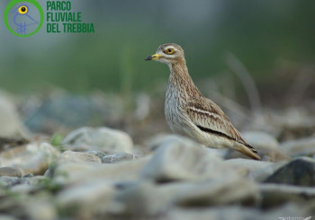 Birdwatching pratico - Scopri il Parco del Trebbia