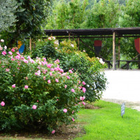 Parco e Museo della rosa nascente - foto di Filippo Adolfini e Renzo Marchionni